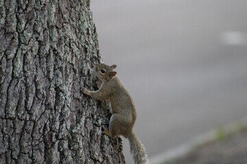squirrel on a tree