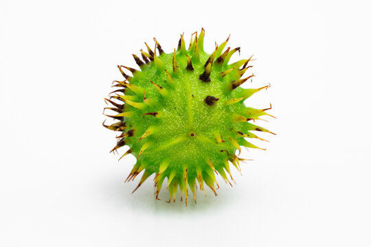 Kastanienfrucht