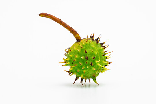 Kastanienfrucht