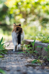 The wild cat walk away, South Korea