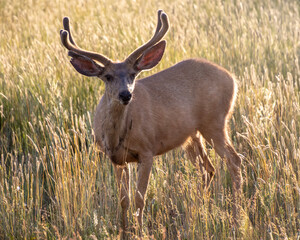 Male mule deer at sunset