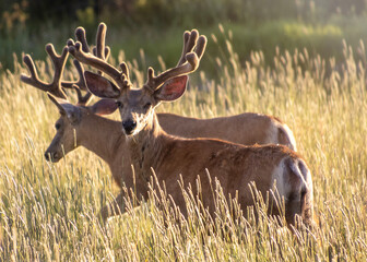 Male mule deer at sunset