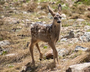 Baby mule deer fawn