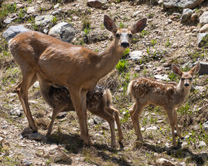 Naklejka na ściany i meble Mule deer mother and twins