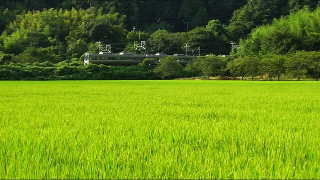 夏の田園地帯を走る225系新快速列車 （東海道本線 安土 - 能登川, 2023年7月）