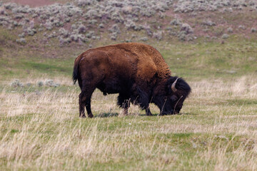 American bison, also known as buffalo, grazing in a grass field in Yellowstone National Park during spring.
