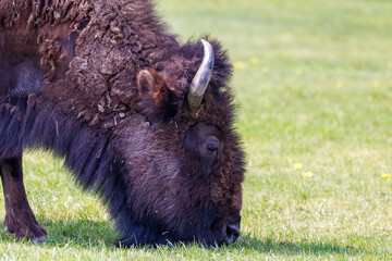 Close up of American bison, also known as buffalo, grazing in a grass field in Yellowstone National Park during spring.
