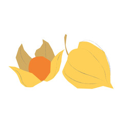 Physalis flat illustration