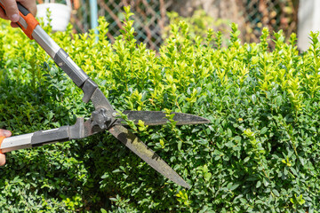 Gardener pruning, trimming buxus, boxwood shrubs with hedge shears. Pruning, trimming buxus,...