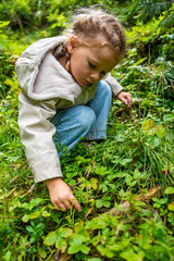 Little girl in forest of Alps picking wild strawberries at the morning in summer day