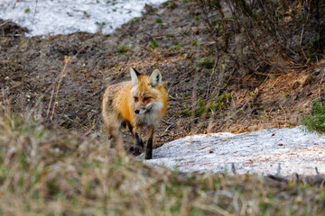 Red fox (Vulpes vulpes) walking near a patch of snow in Yellowstone National Park during spring.

