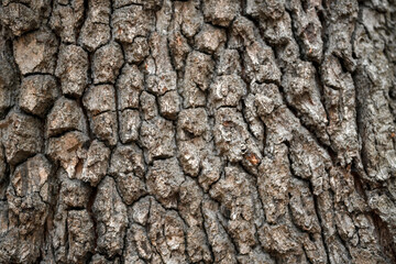 Close up of common old live oak tree bark texture at autumn season