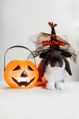 Portrait of cute lop eared dwarf rabbit wearing halloween hat with candy bucket jack lantern