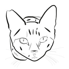 illustration of a cat