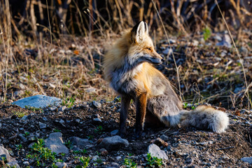 Portrait of a Red fox (Vulpes vulpes) sitting on the ground and looking to its left in Yellowstone National Park during spring.
