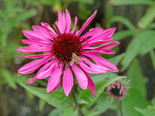 Purple Rudbeckia coneflower with a little hoverfly