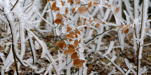 Winter - Frost auf Buche, Strauch