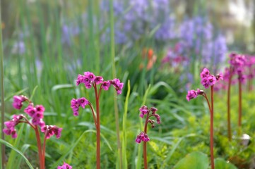 closeup on pretty pink flowers of a bergenia blooming on a hight stem in front of green garden