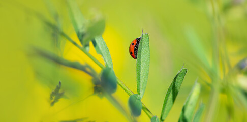 Obraz premium closeup on ladybird on leaf in green background