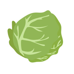 Cabbage flat icon vector illustration, sayur kol vegetable in cartoon style, food ingredients