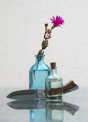 Lampranthus flower, two bottles and knife - 635742804