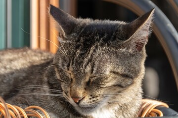 A sleeping domestic cat in the Old City of Kotor, Montenegro