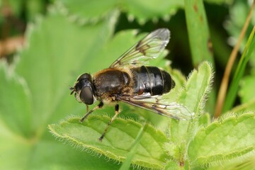 Closeup on a Spring Drone Fly, Eristalis picea sitting on a green leaf