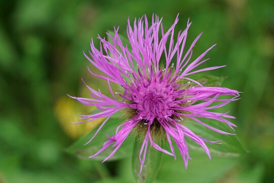 Detailed closeup on the colorful pink flower of Wig Knapweed, Centaurea phrygia pseudophrygia
