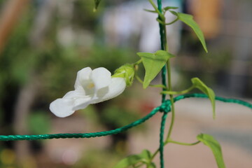 120716庭

庭
あさがお
ガーデニング
つぼみ
グリーンカーテン