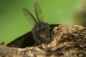 Frontal detailed vertical closeup on a brown European gypsy moth, Lymantria dispar with it's remarkable antenna