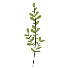 plant twig on white background vector
