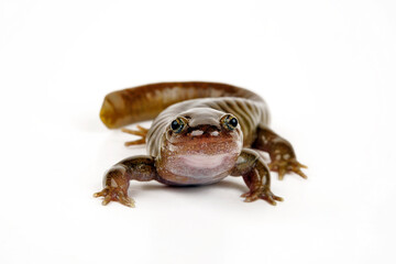 Oita Salamander // Otia-Winkelzahnmolch (Hynobius dunni) - Japan