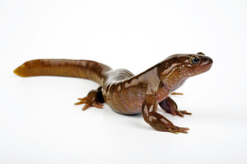 Oita Salamander // Otia-Winkelzahnmolch (Hynobius dunni) - Japan