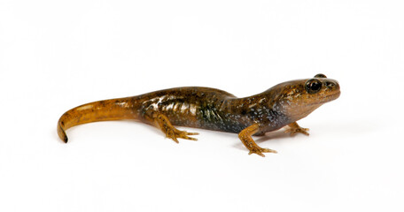 juvenile Oita Salamander // junger Otia-Winkelzahnmolch (Hynobius dunni) - Japan