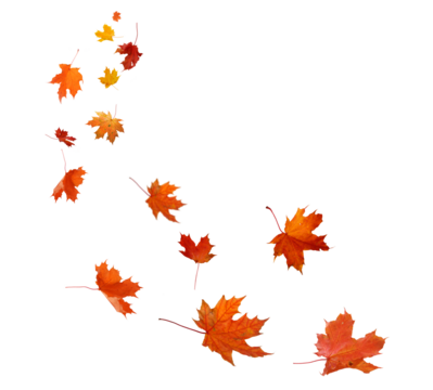 falling autumn leaves isolated