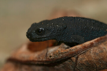 Closeup on a black juvenile of the critically endangered Japanese Anderson's salamander, Echinotriton andersoni