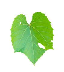 Green leaf isolated on transparent background, PNG File Format.