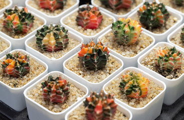 Gymnocalycium cactus. Colorful popular succulent cactus, The stem is round shapes and the sharp spines in white potted. The Ornamental plant for decorating in the garden or room decor.