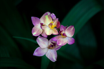 Close-up of Spathoglottis orchids blooming on a dark background and vignetted. The sepals and petals are yellow with a purple-white dots pattern.