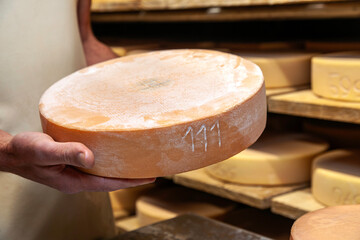 Fromage dans les mains du fromager de l'alpage dans les Alpes suisses. Cave d'affinage