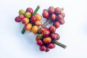 Lao Coffee, Paksong, pictures of ripe coffee beans ready to be harvested at an organic coffee farm. Fresh coffee from the farm