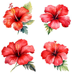 Fototapeta premium Set of Watercolor Red hibiscus flowers Isolated in Transparent Background