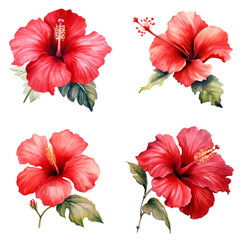 Set of Watercolor Red hibiscus flowers Isolated in Transparent Background
