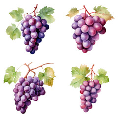 Fototapeta premium Watercolor Grape Isolated in Transparent Background