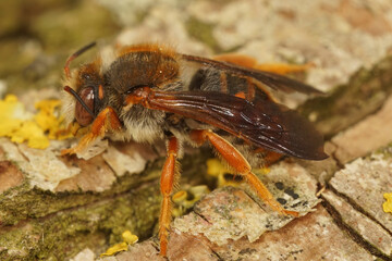 Closeup on the rare Spotted red-resin solitary bee, Rhodanthidium sticticum