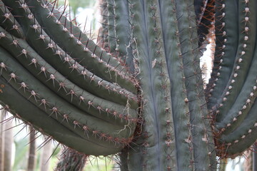 Kaktee im W&uuml;stensand
