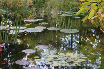 Am Seerosenteich