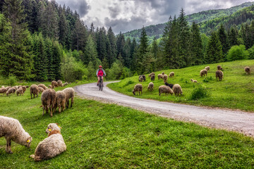 Woman cycling in beautiful nature forest through a flock of sheep
