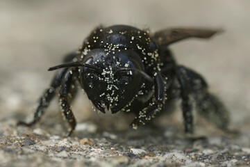 Facial frontal closeup on a Violet carpenter bee, Xylocopa violacea, loaded with white pollen