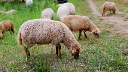 Obraz na płótnie Canvas Sheep in the meadow, eating ravu. Four-legged mammals commonly kept as livestock, lamb in a field in the countryside, the Netherlands